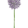 Allium
