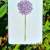 Allium - Image 2