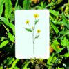 Boterbloem - Image 2