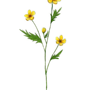 Boterbloem