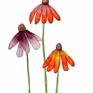 Zonnehoed bloemen